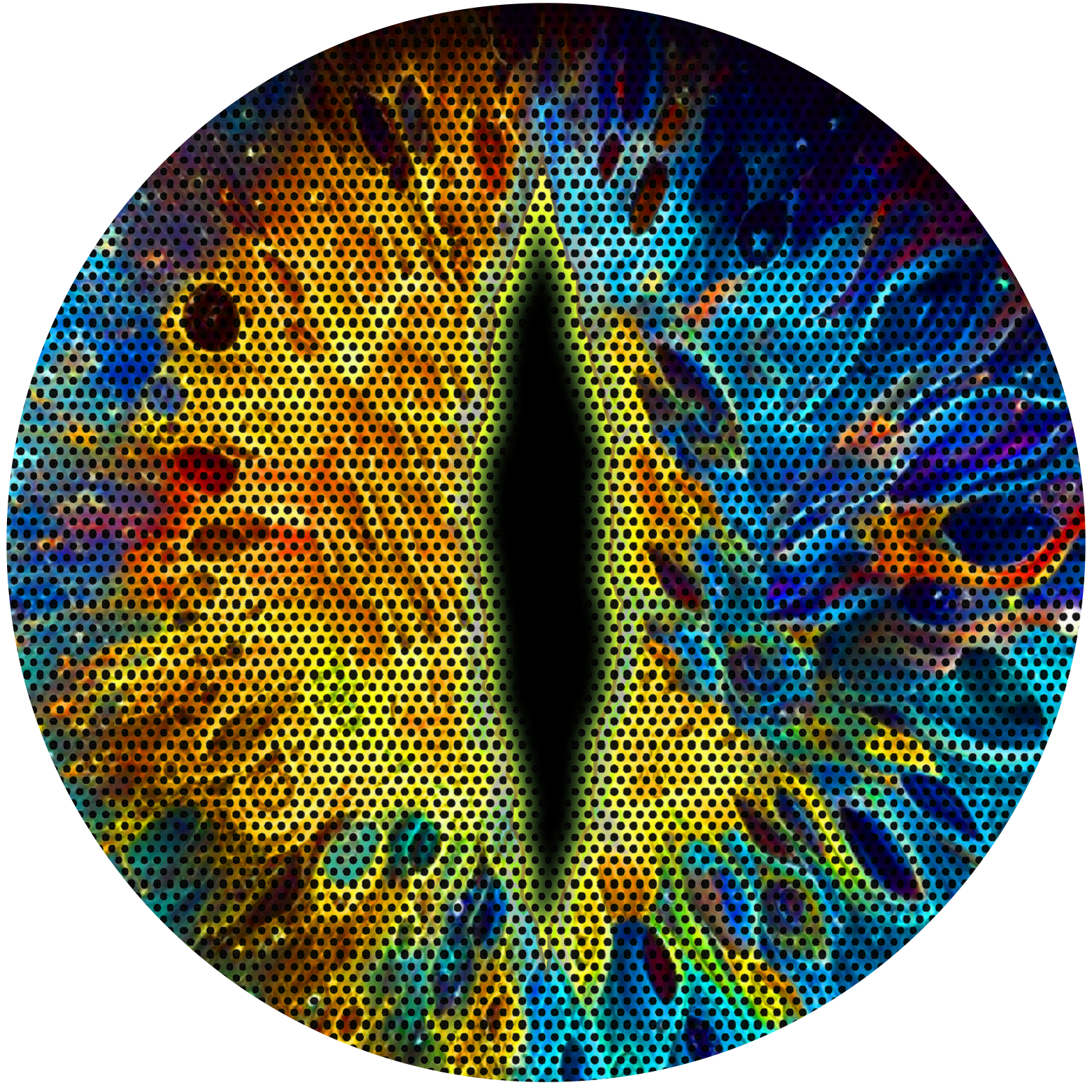 gold and blue moon cat eye for the headlight